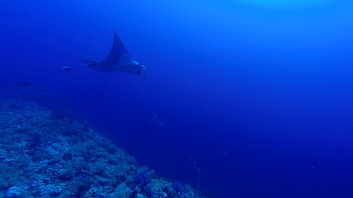 Manta and Grey Reef Shark at Elphinstone by Bahi and Moataz 